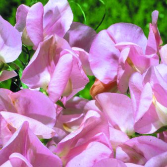 Sweet Pea Mrs Bolton